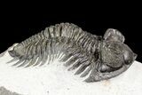 Coltraneia Trilobite Fossil - Huge Faceted Eyes #75458-3